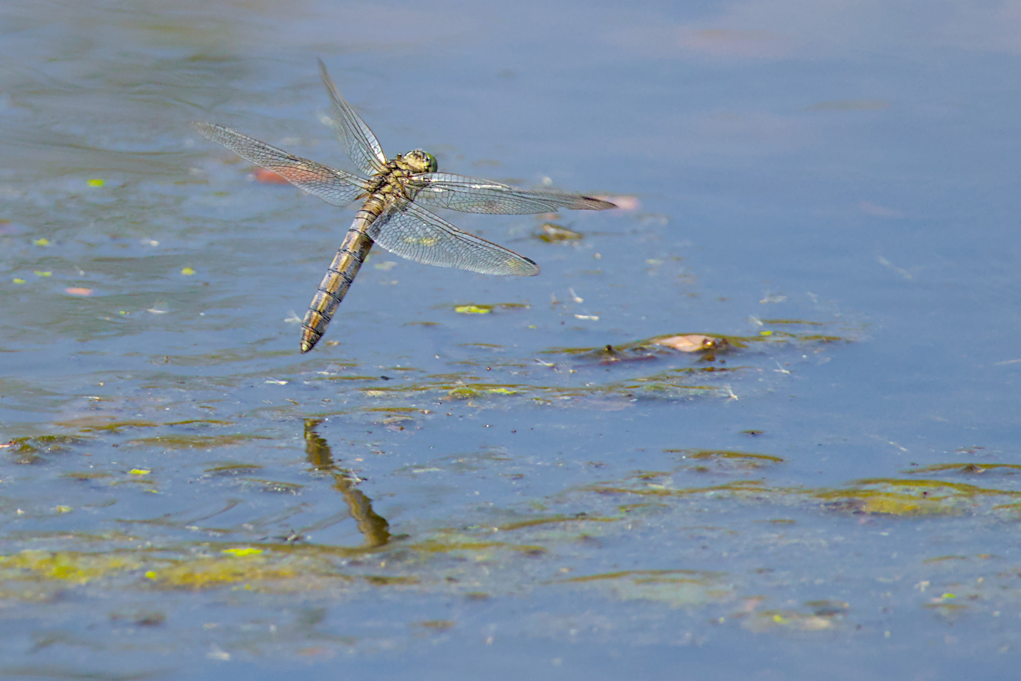 Libelle während der Eiablage